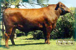 Red Angus reference sire :: Red SSS Maverick 249W :: click to enlarge.