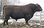 Red Angus reference sire :: Red YY Storm 901J :: click to enlarge.