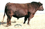 Red Angus reference sire :: Red YY Storm 901J :: click to enlarge.