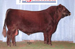 Red Angus reference sire :: Red Lazy MC Thirty X 22L :: click to enlarge.