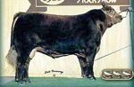 Red Angus reference sire :: SSS Zama Pine 37S :: click to enlarge.