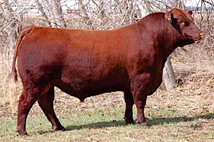 Red SSS Solider 365W :: Red Angus Herd Bull :: click to enlarge.