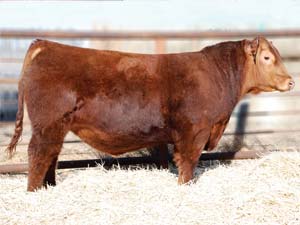 SSS Trapper 683X :: Red Angus Herd Bull :: click to enlarge.
