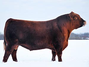 Red Diamond T Hips Stout 107U :: Red Angus Herd Bull :: click to enlarge.