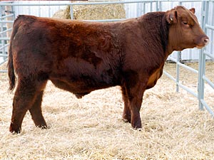 SSS Trapper 683X :: Red Angus Herd Bull :: click to enlarge.