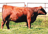 Harvie Dan T-Bone 196T