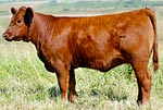 2011 Cow Girls Sale Entry