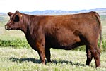 2011 Cow Girls Sale Entry