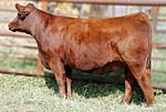 2012 Cow Girls Sale Entry