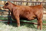 2012 Cow Girls Sale Entry