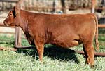 heifer