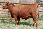 2012 Cow Girls Sale Entry