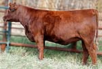 2012 Cow Girls Sale Entry