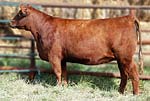 2012 Cow Girls Sale Entry