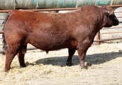 Red PIE Game On 9109 :: Red Angus Sire :: click for more details.