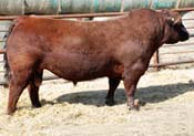 Red PIE Game On 9109 :: Red Angus Sire :: click for more details.