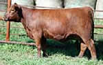 Heifer