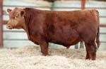 Bull