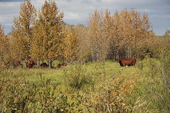 Bringing home the girls