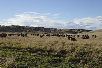 Bringing home the girls