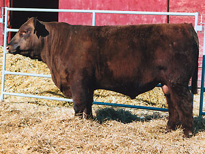 Red SSS Norseman 412S :: Red Angus Herd Bull :: click to enlarge.