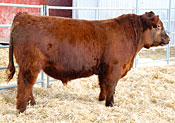 Endorse :: Red Angus Sire :: click for more details.
