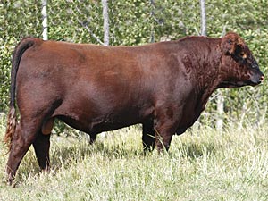 SSS Trapper 683X :: Red Angus Herd Bull :: click to enlarge.