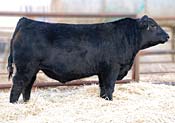 Ole's 707X :: Red Angus Sire :: click for more details.