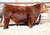 Solution :: Red Angus Sire :: click for more details.