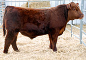 Trapper :: Red Angus Sire :: click for more details.